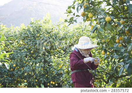 Lemon farmer 28357572