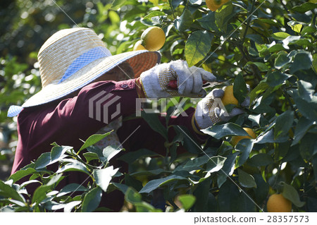 Lemon farmer 28357573