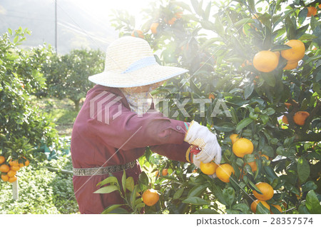 Mandarin orange farmer 28357574