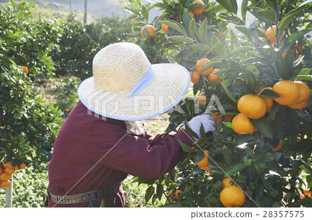 Mandarin orange farmer 28357575