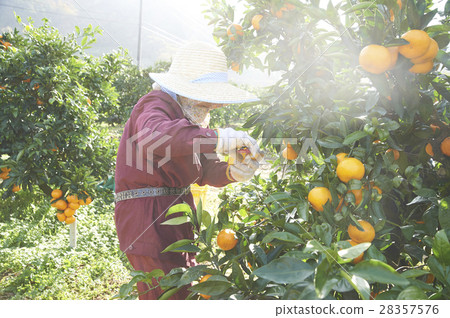 Mandarin orange farmer 28357576