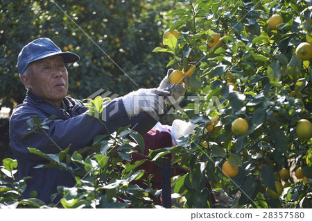 Lemon farmer 28357580