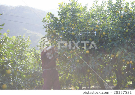 Lemon farmer 28357581