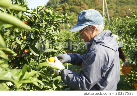 Mandarin orange farmer 28357583