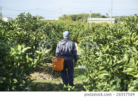 Lemon farmer 28357584