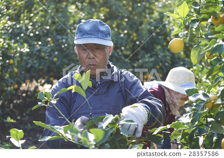 Lemon farmer 28357586