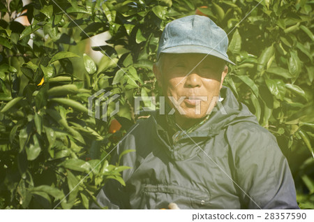 Mandarin orange farmer 28357590