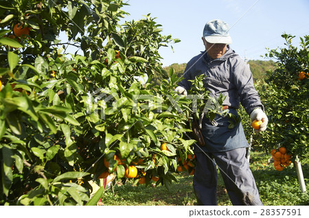 Mandarin orange farmer 28357591