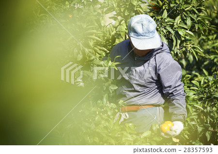 Mandarin orange farmer 28357593