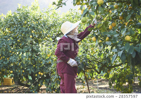 Lemon farmer 28357597