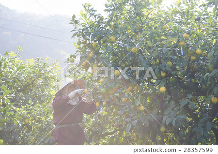 Lemon farmer 28357599