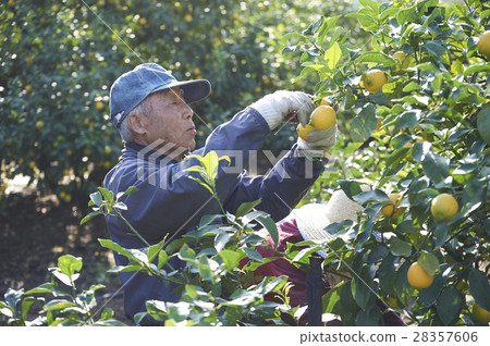 檸檬農夫 28357606