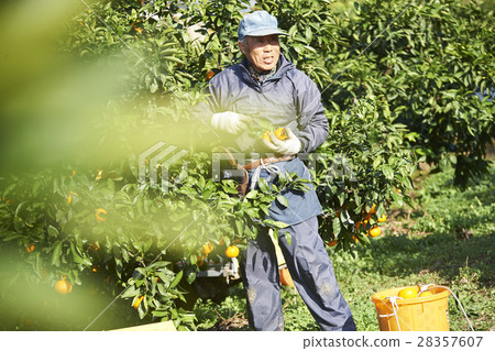 Mandarin orange farmer 28357607