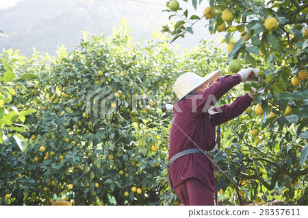 Lemon farmer 28357611