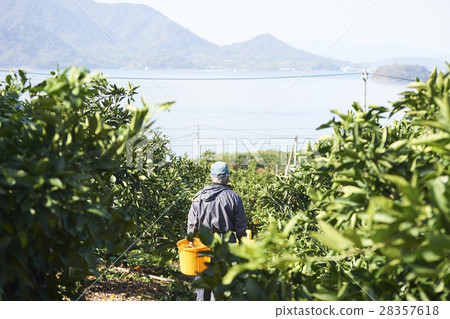 Lemon farmer 28357618