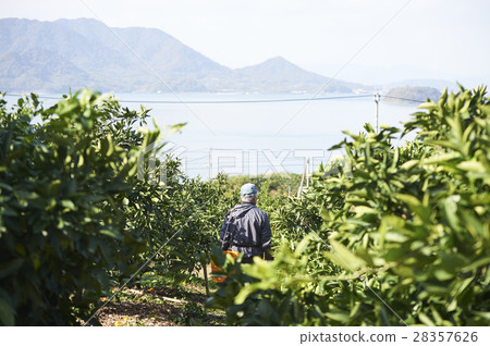 Lemon farmer 28357626