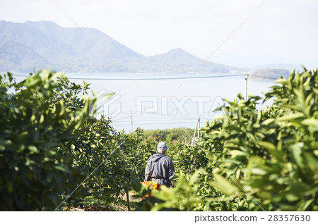 Lemon farmer 28357630