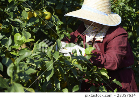 Lemon farmer Lemon farmer 28357634