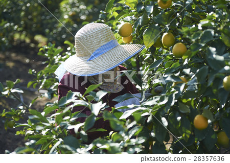 Lemon farmer 28357636