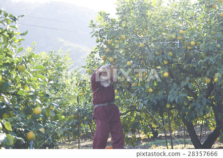 Lemon farmer 28357666