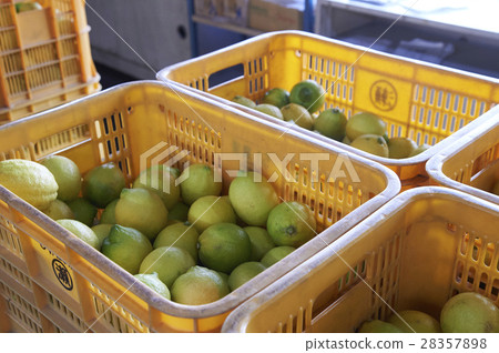 發貨前的檸檬 28357898