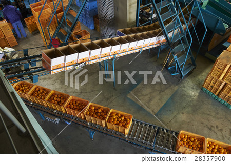 Mandarin orange before shipment 28357900
