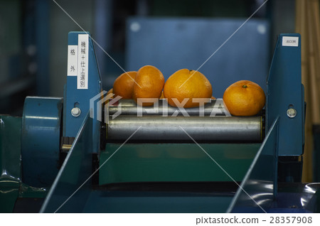 Mandarin orange before shipment Mandarin orange before shipment 28357908