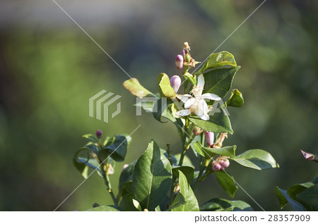 Lemon Flower 28357909