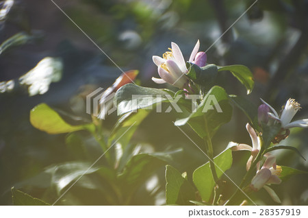 Lemon Flower 28357919