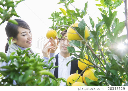 男女觀光種植園 28358529
