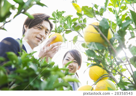 男女觀光種植園 28358543