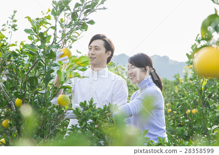 男女觀光種植園 28358599