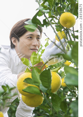 Mandarin orange farmer 28358675