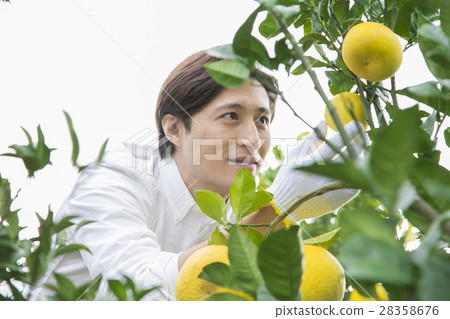 橘子農民 28358676