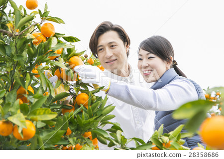 Orange farmer couple Orange farmer couple 28358686