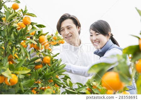 橙色農夫婦 28358691