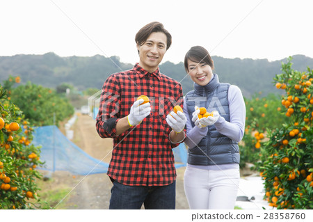 橙色農夫婦 橙色農夫婦 28358760