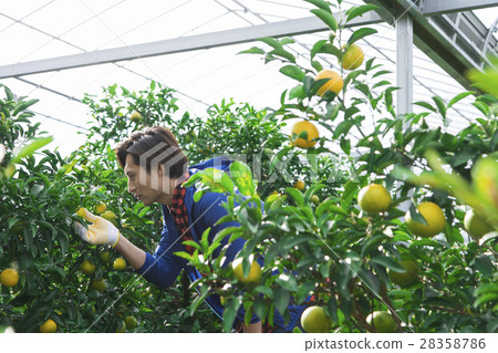 Orange farmer image Orange farmer image 28358786