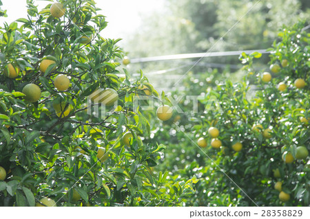 Tangerine plantation Tangerine plantation 28358829