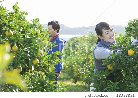種田夫婦的圖像 種田夫婦的圖像 28358851
