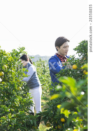 種田夫婦的圖像 種田夫婦的圖像 28358855