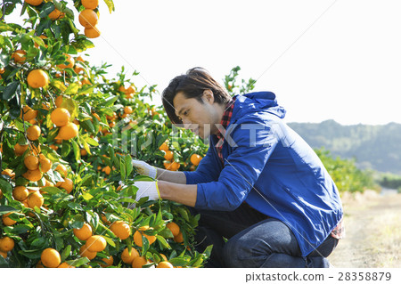 Mandarin orange farmer 28358879