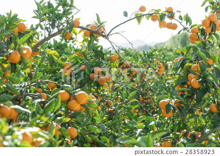 橘子種植園 橘子種植園 28358923