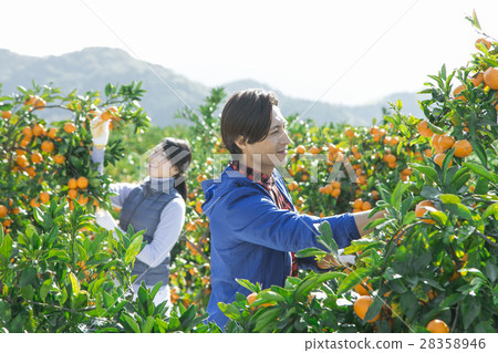 農業夫婦普通話領域 28358946