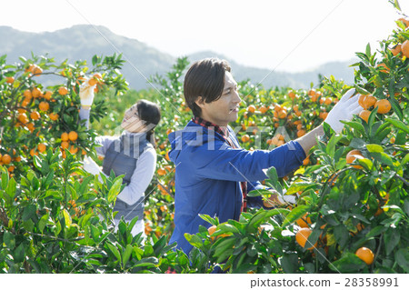 Agricultural couple Mandarin field 28358991