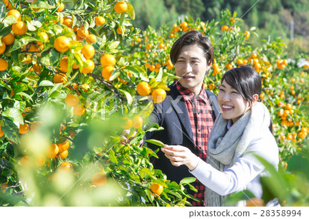 男女觀光種植園 28358994