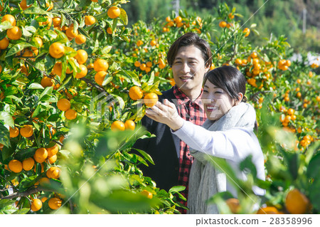 Men and women sightseeing plantations Men and women sightseeing plantations 28358996