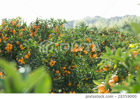 橘子種植園 28359000