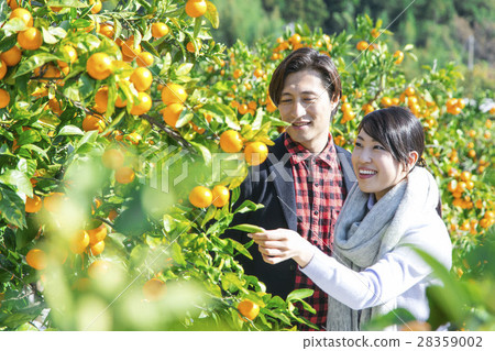 男女觀光種植園 28359002