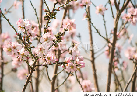Almond flower trees at spring Almond flower trees at spring 28359195